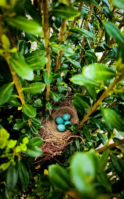 A bird's nest constructed from natural twigs and fibers is nestled within the dense green foliage of a shrub or small tree. The nest contains four small, smooth, light blue eggs which are clearly visible among the leaves and branches. The surrounding environment is filled with glossy, dark green leaves, and the nest is situated in a well-lit outdoor setting, clearly part of a natural habitat. This detailed image captures the intricate structure of the nest and the vibrant eggs, emphasizing the careful construction and protective placement among the leafy branches.
