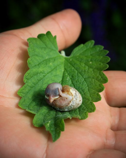 Close-up of a human hand holding a green leaf with a small, developing insect pupating on its surface. The leaf has a textured, serrated edge and prominent veins. The background is blurred, focusing on the detailed texture of the leaf and the pupating insect, which appears to be in the early stages of metamorphosis. This scene is outside, in natural lighting, and is unrelated to house removals or moving services. The image is viewed in a neutral and factual manner, suitable for describing packaging or environmental conditions during relocations in the context of home or furniture transport. Man with Van Aldborough Hatch, a removals company, could utilise this detailed depiction to highlight careful handling or environmental considerations during the moving process.